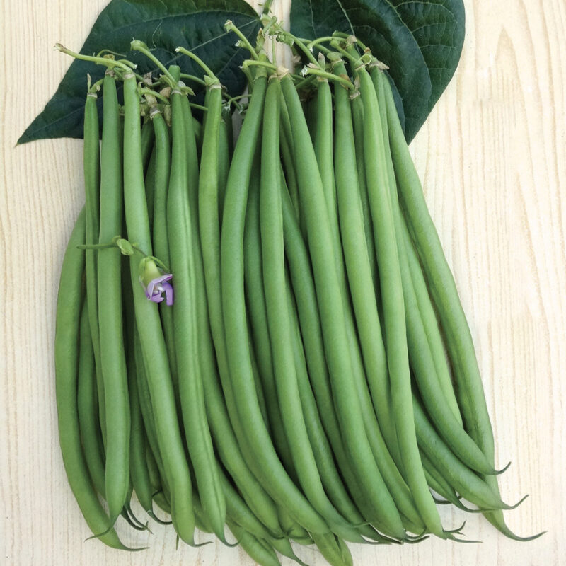 FAGIOLINO NANO EL MORO (BLUMEN)