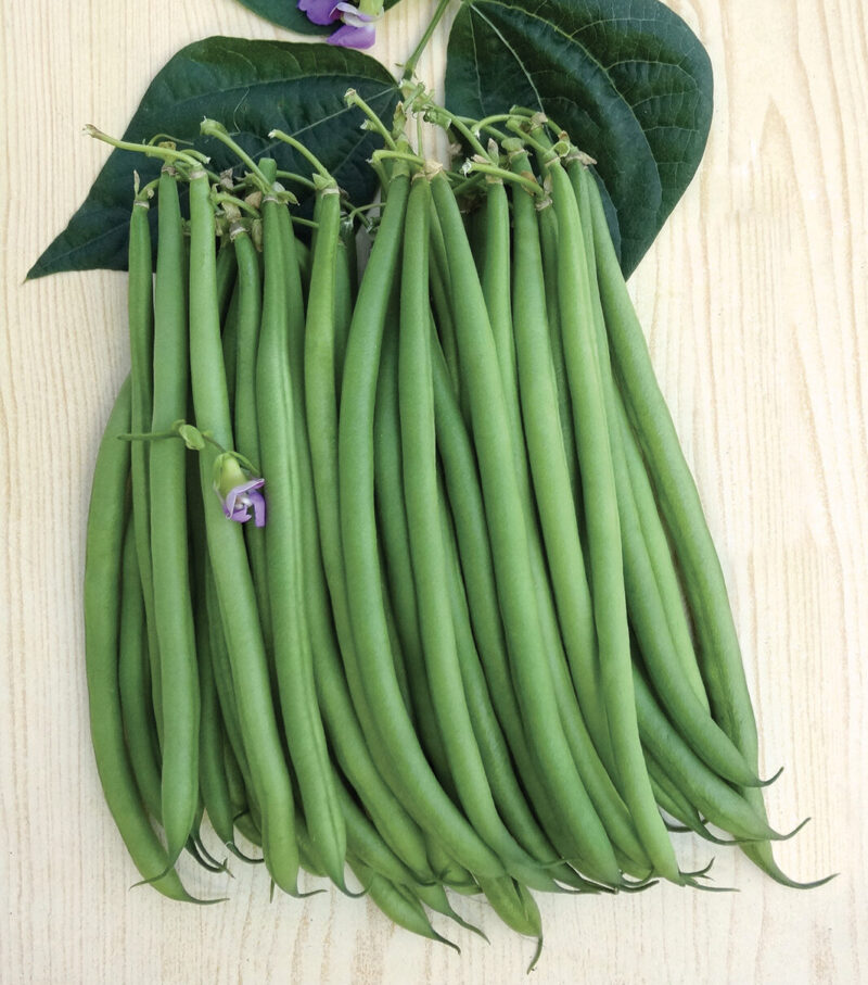 FAGIOLINO NANO EL MORO (BLUMEN)