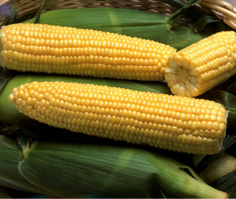 Hardi F1 MAIS DOLCE    (CORA SEEDS) 5000 semi