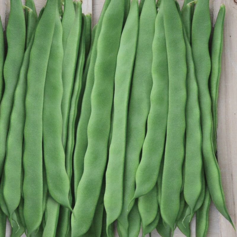 FAGIOLO RAMPICANTE VITALIS (BLUMEN)