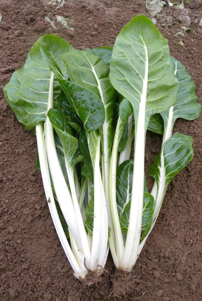 bieta da coste "CANDIDA" conf. 500gr   (sais)