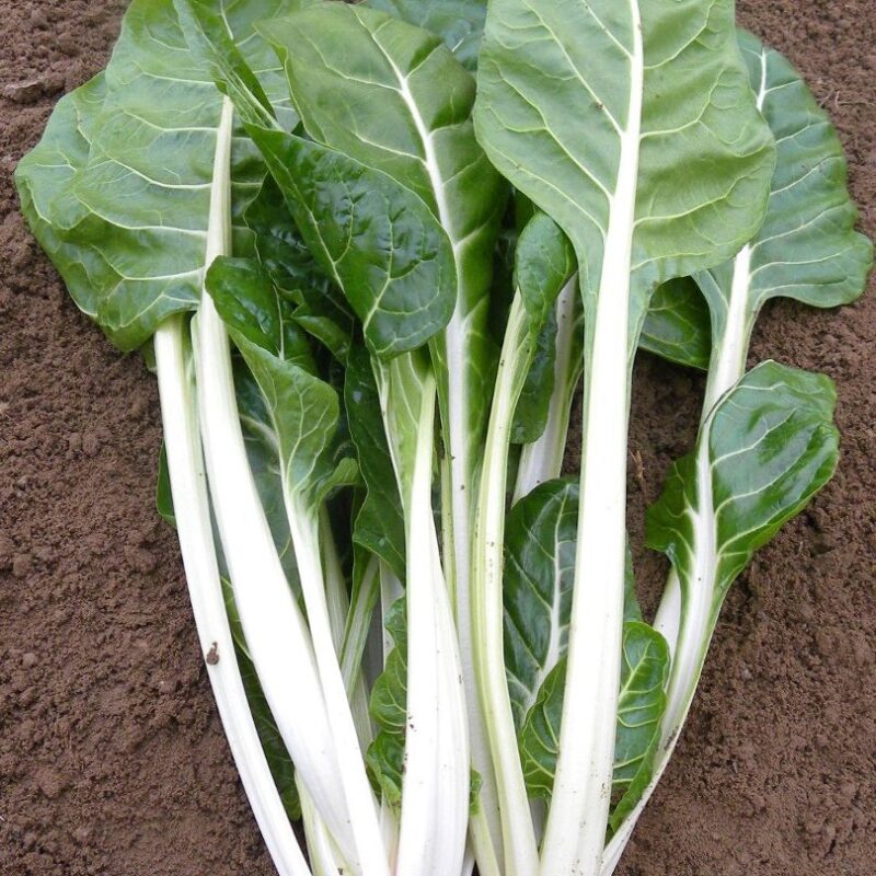 bieta da coste "CANDIDA" conf. 500gr   (sais)