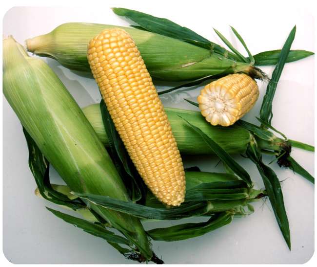 Noa F1 cora seed busta da 5000 semi